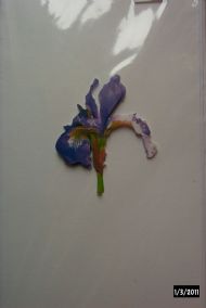 iris